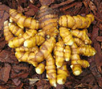 Turmeric Plant and Cultivation